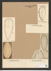 Surirella capronii Brab. (de-Toni-Nr.: Genus 53, Species 2252) Zeichnungen Sammlung Grunow Nr. 4683 (NHMW-BOT-W0372758)